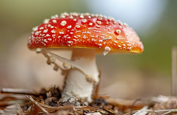 云南进入菌菇季 首批食用野生菌中毒病例出现